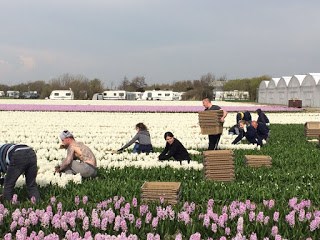 Arbeidsmigranten-tulpen
