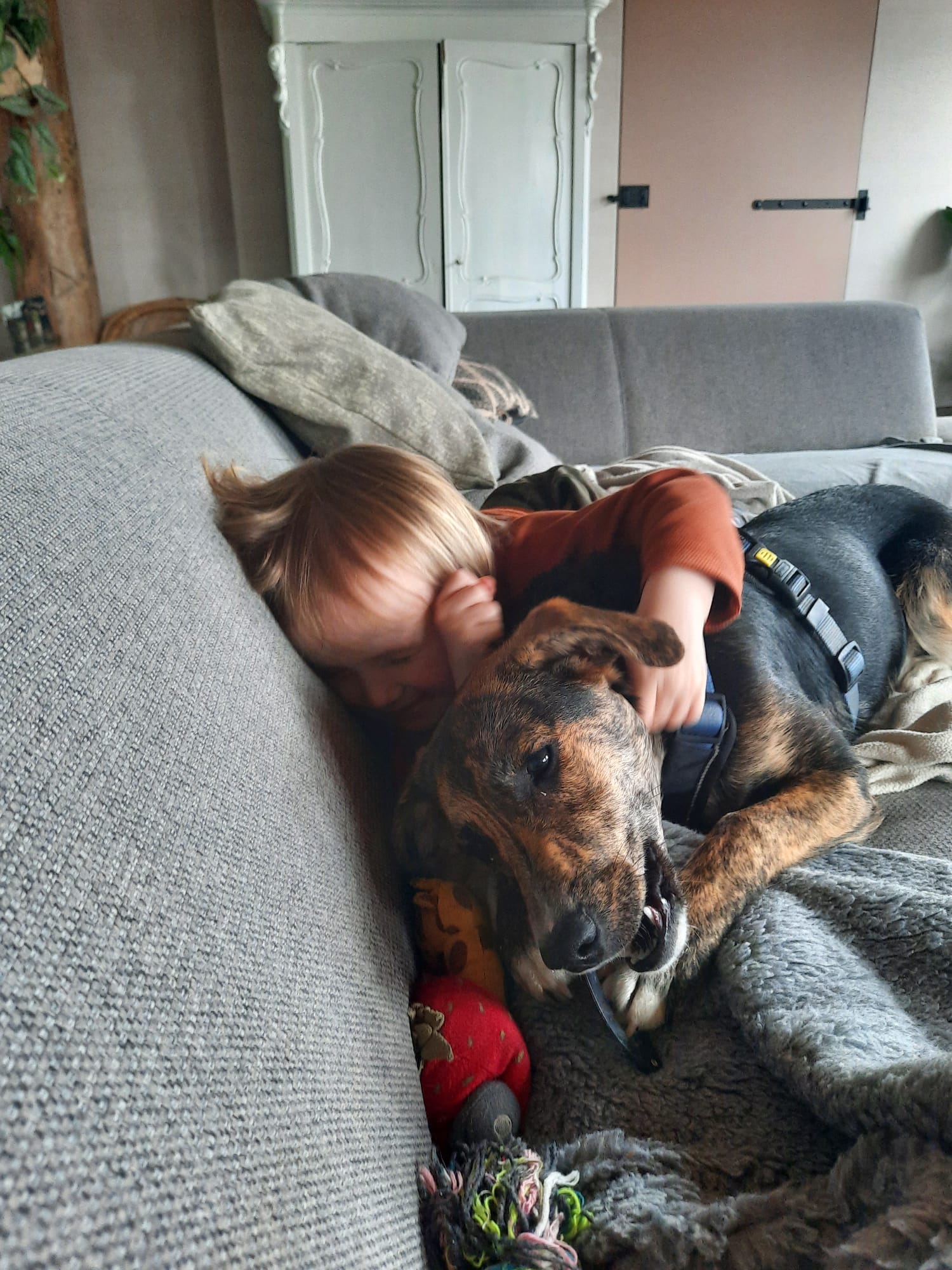 Hond, (lokaal) politiek thema of niet?